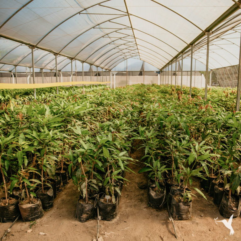 Giving Nature Tools So It Can Thrive