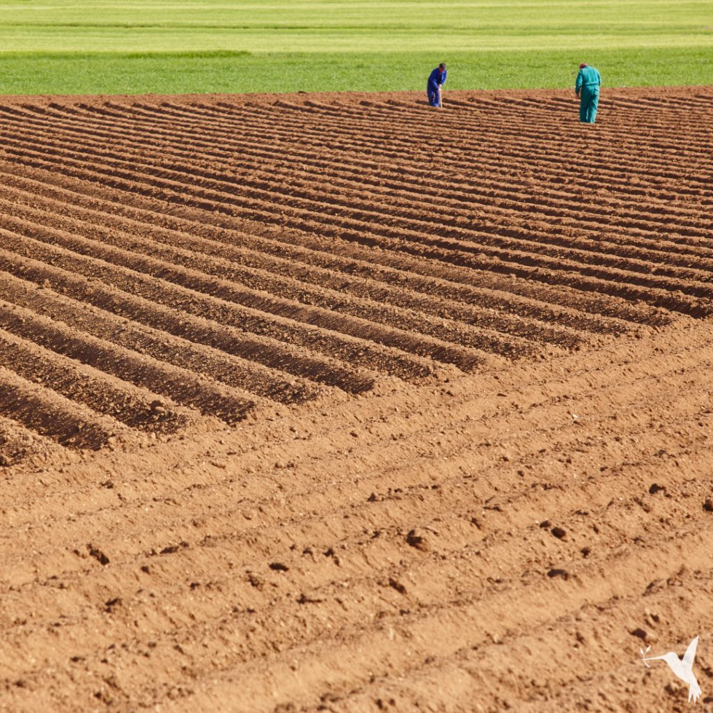 FARM PRODUCERS MARKET