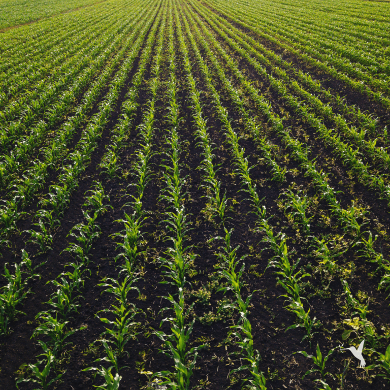 Solutions to the Global Unemployment Crisis