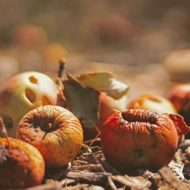 Food Crisis & Wasted Harvests During the COVID-19 Pandemic