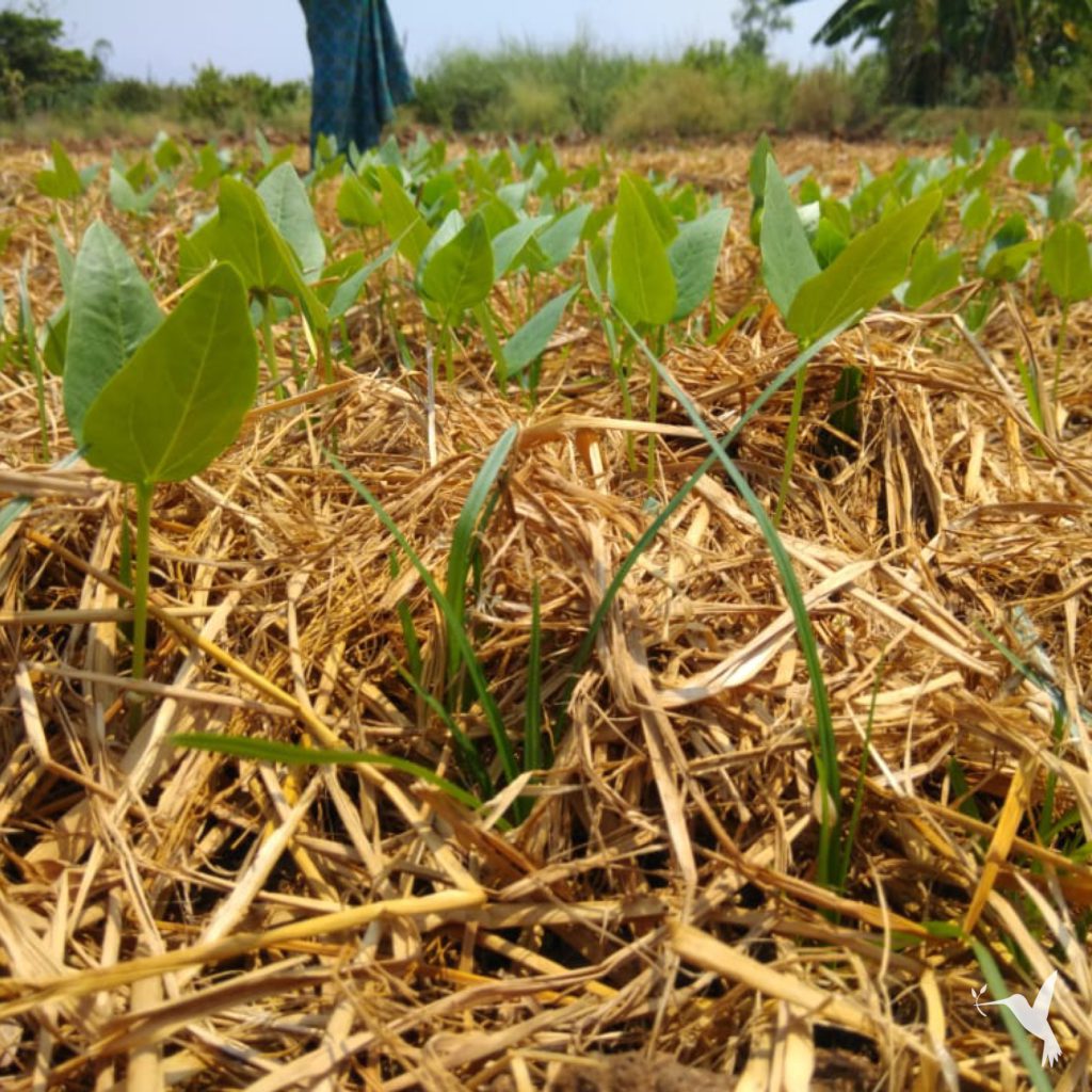 agrarian crisis in India