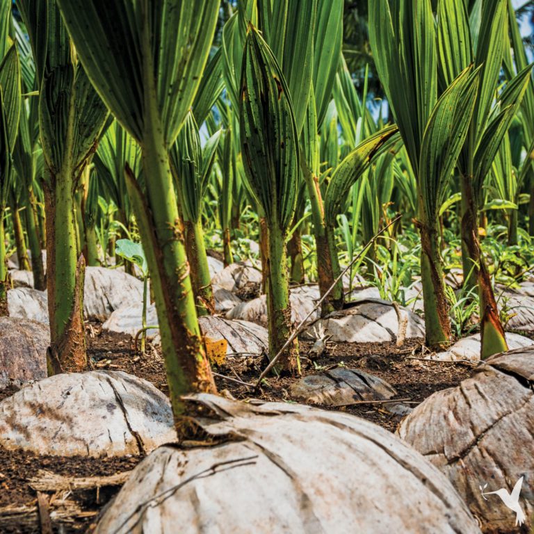 Coconut-Farming-Philippines