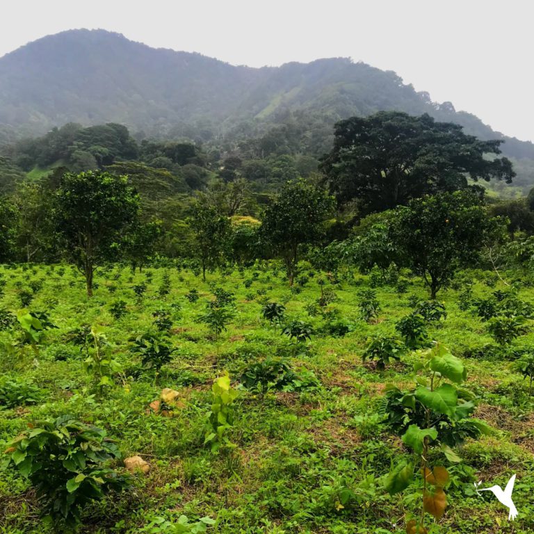 What Boquete, Panama Can Teach the World about Coffee