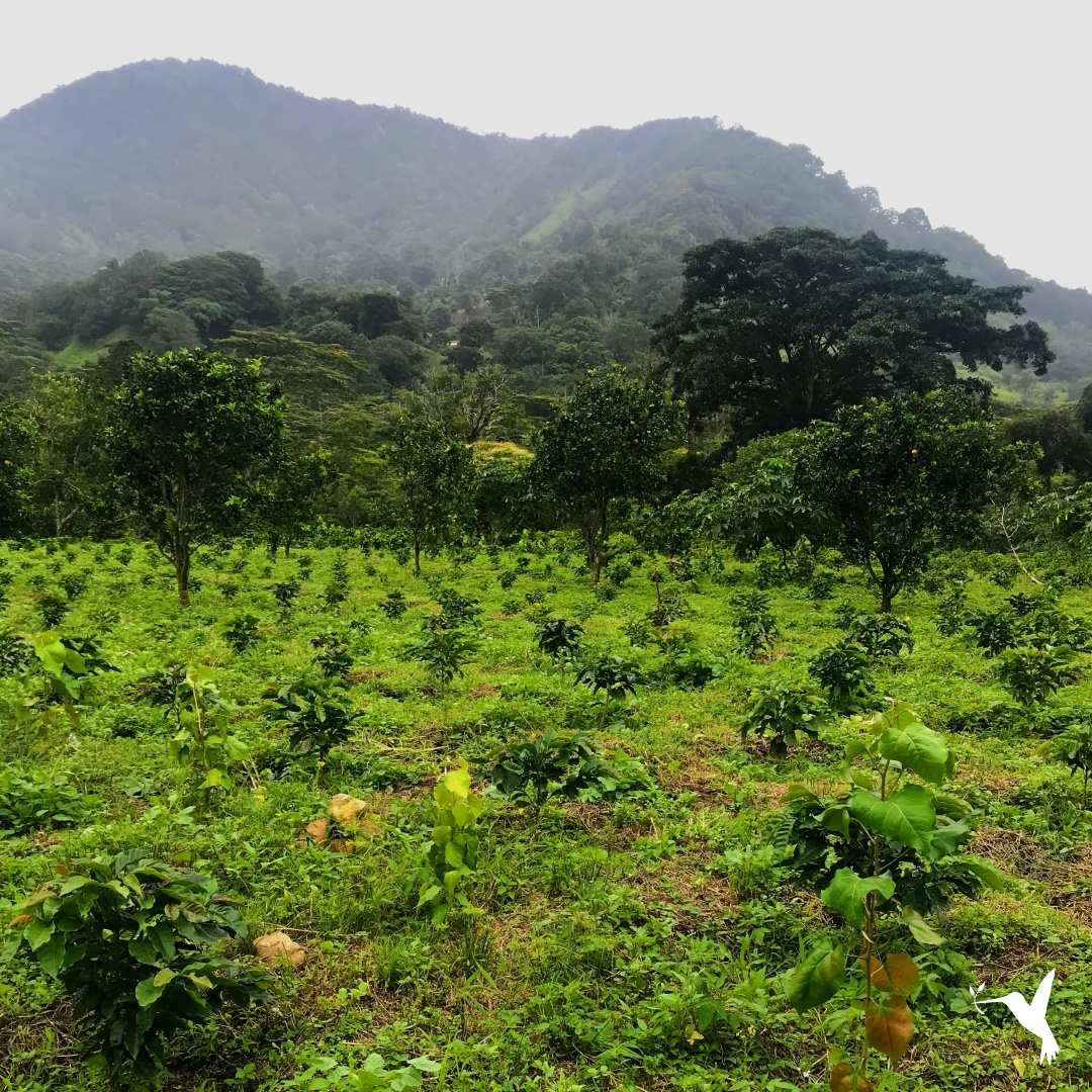 What Boquete, Panama Can Teach the World about Coffee - Producers Stories