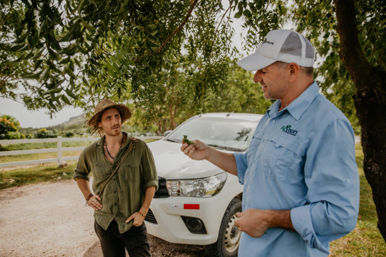 Neem Trees: The Key to Organic Mangos