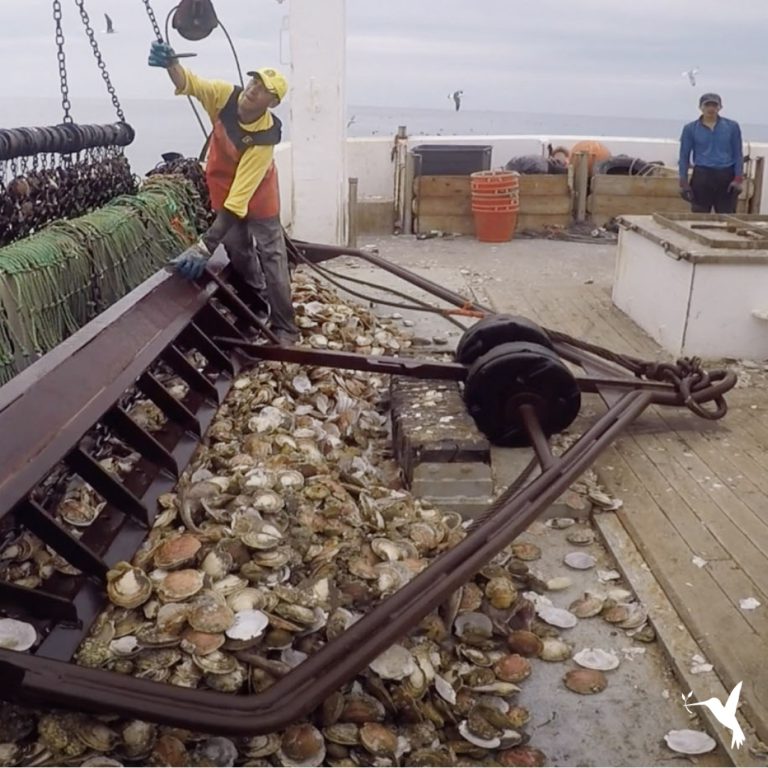 StoryBird: Know Your Seafood & the Supply Chain