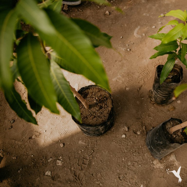 Producer Spotlight: Zill Nursery in Costa Rica