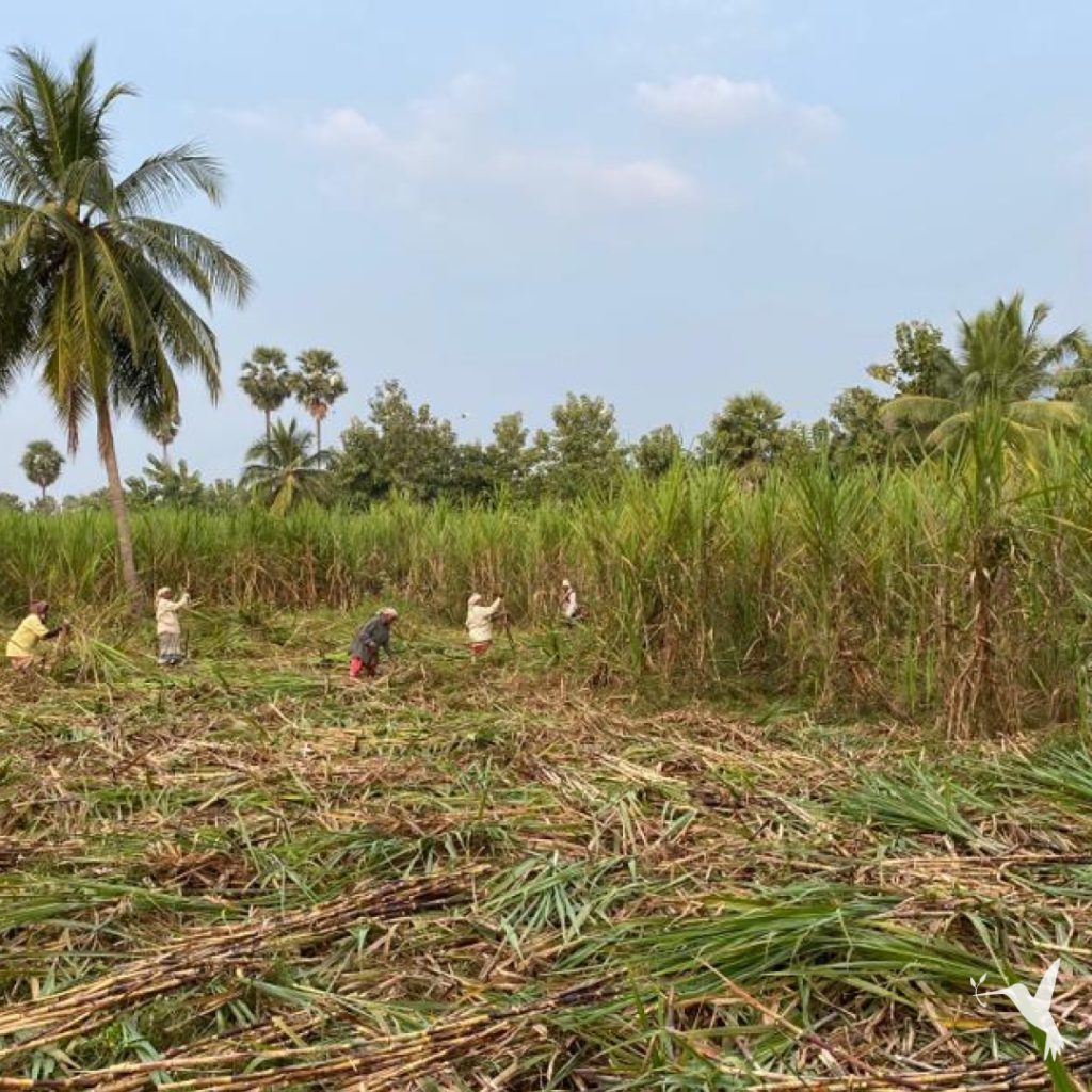 Regenerative-Agriculture-1-1024x1024