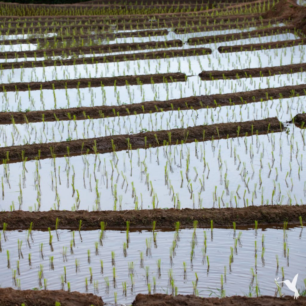 Rice fields in Philippines