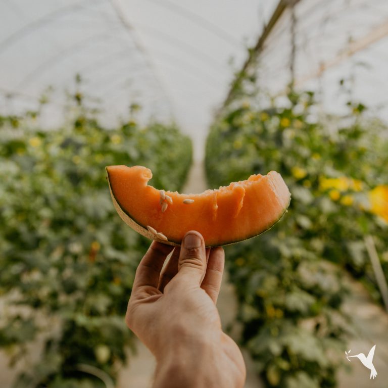 Simply Natural 14 Brix Melons