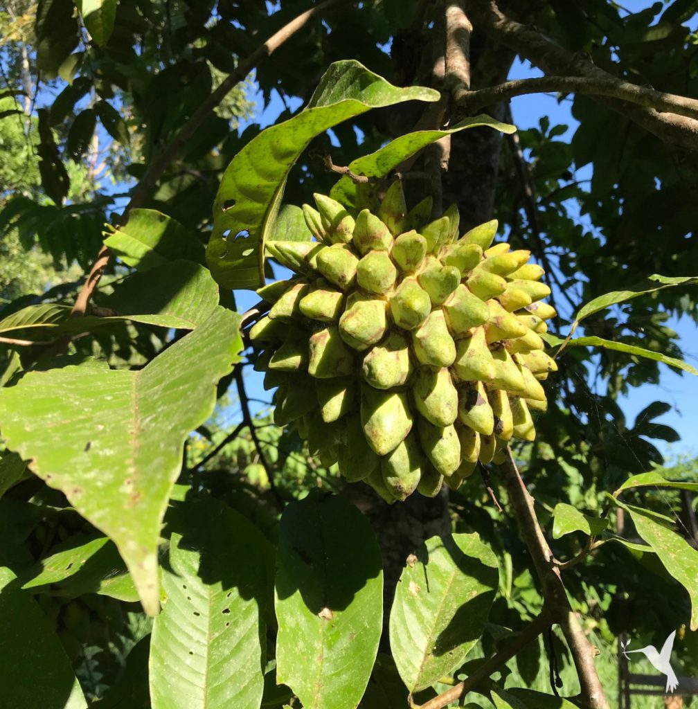 Week-in-Art-Farm-Panama-Producers-Market-biribá-1008x1024