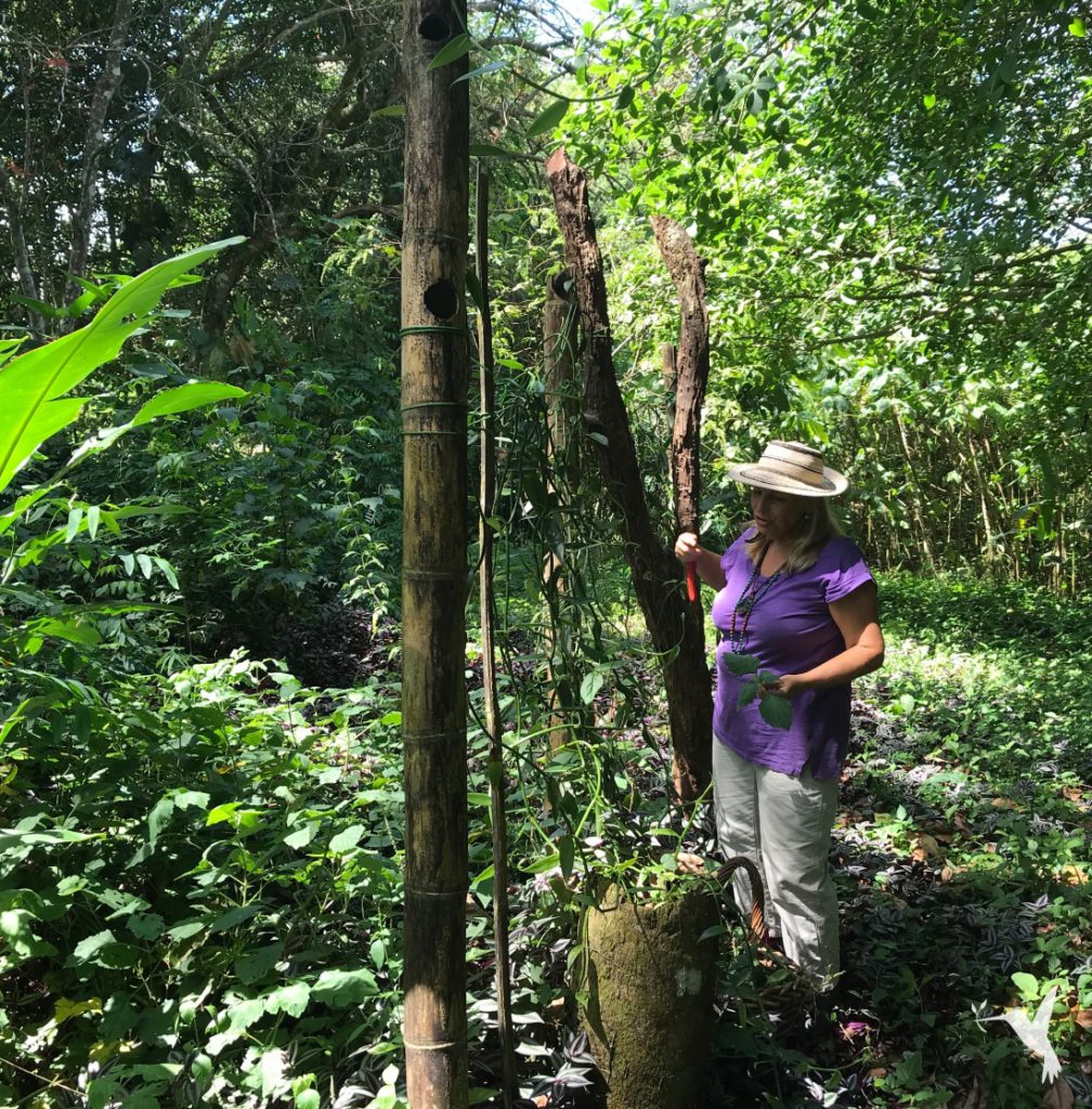 Week-in-Art-Farm-Panama-Producers-Market-harvest-1008x1024