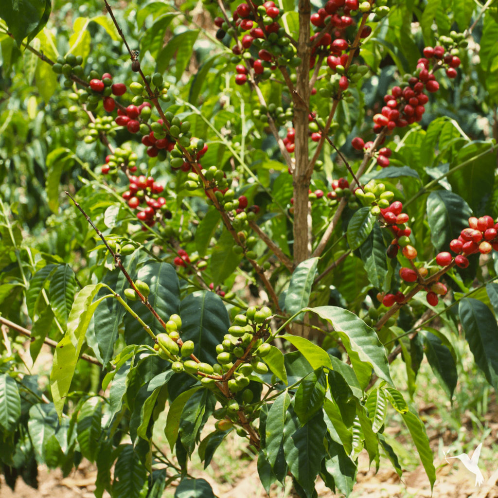 garrido-farms-coffee-1024x1024