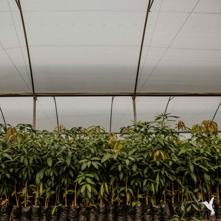 mango-nursery-simply-natural