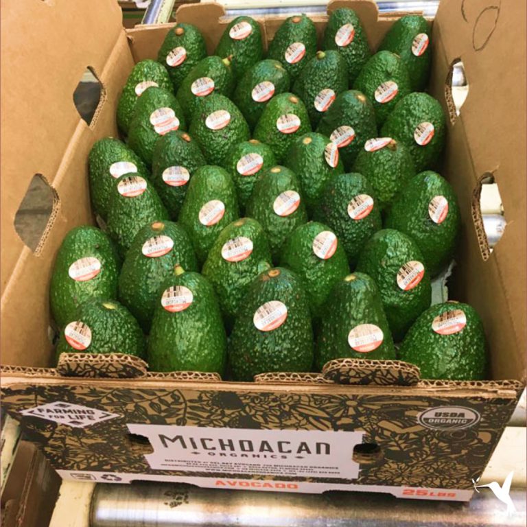 The Michoacan Organics Avocado Supply Chain