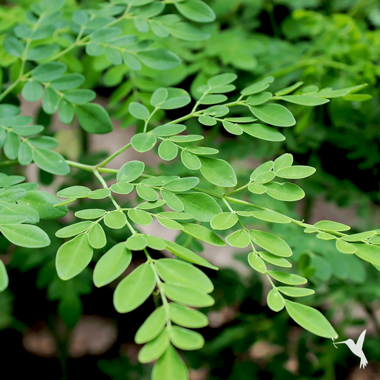 moringa tree