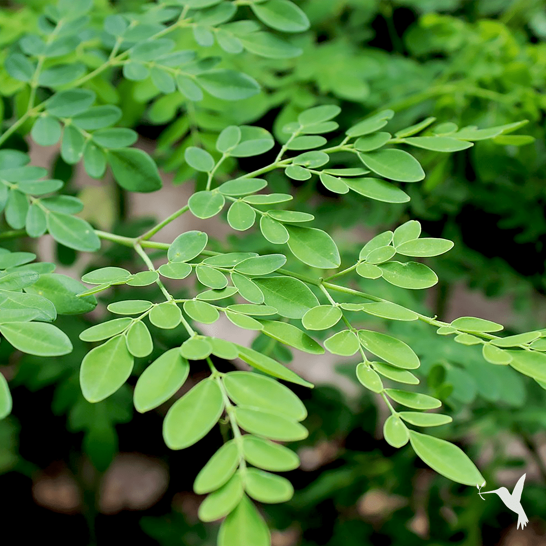 What Kind Of Plant Is Moringa