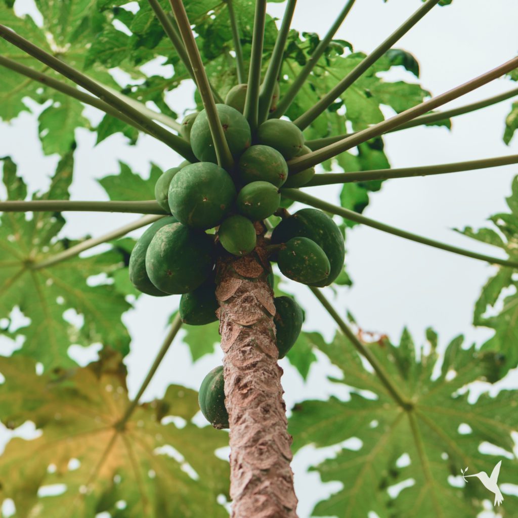 organic-papaya-producers-market3-1024x1024