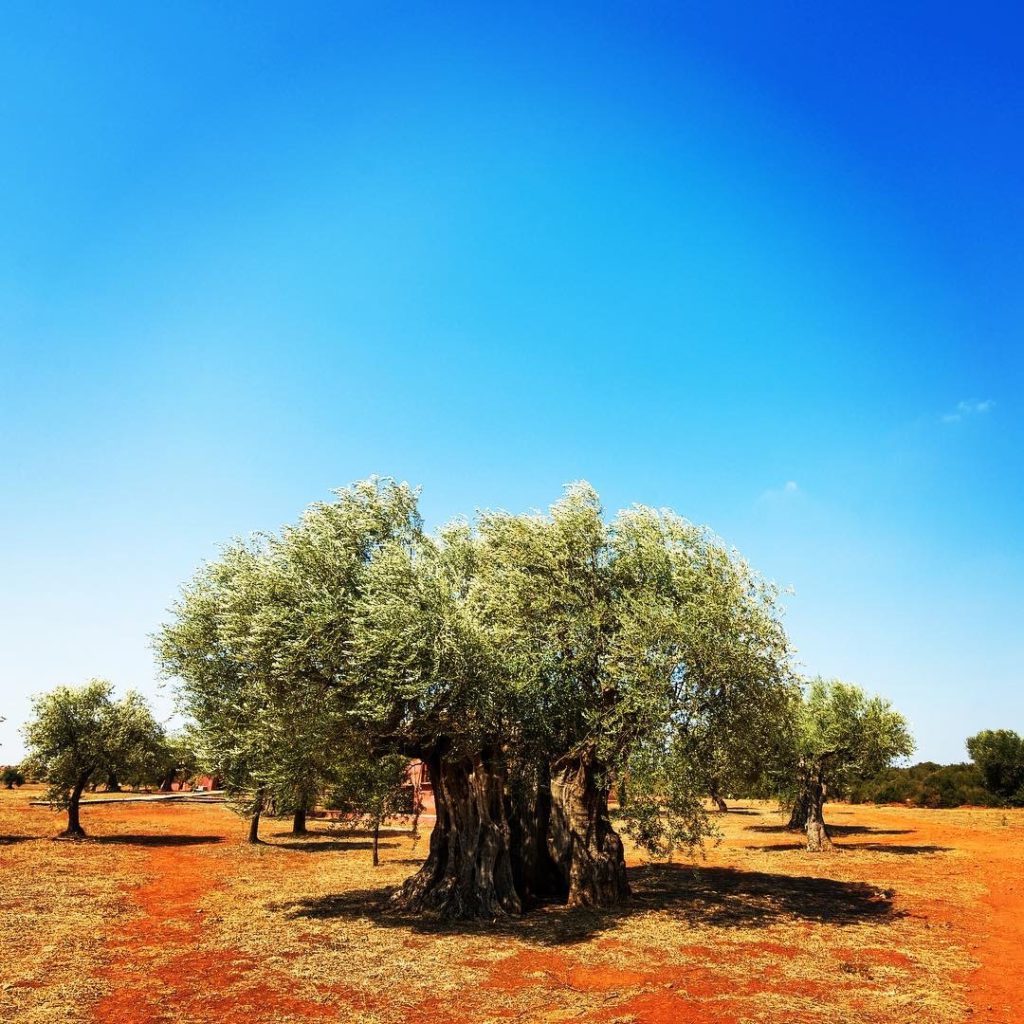 Ancient Olive at Eumelia Farm