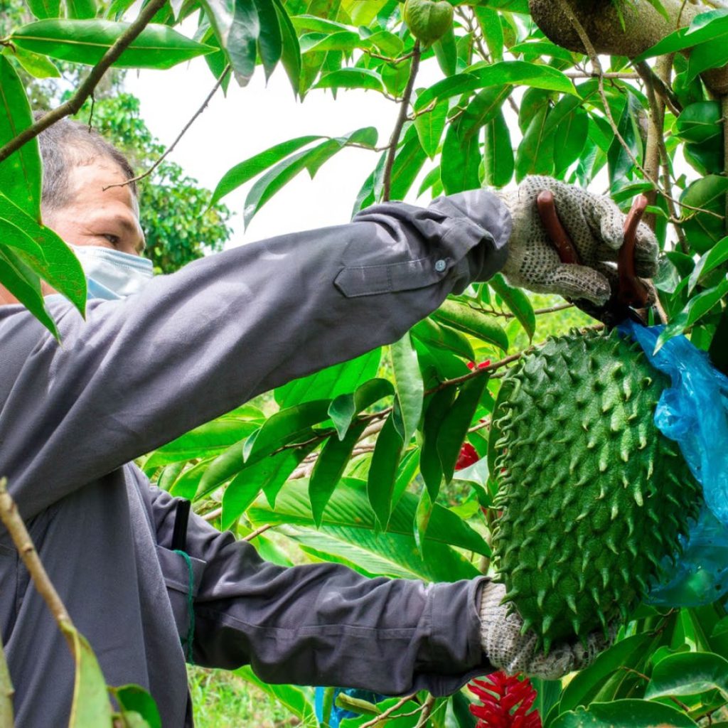 Producer Spotlight Anabana Producers Market Soursop
