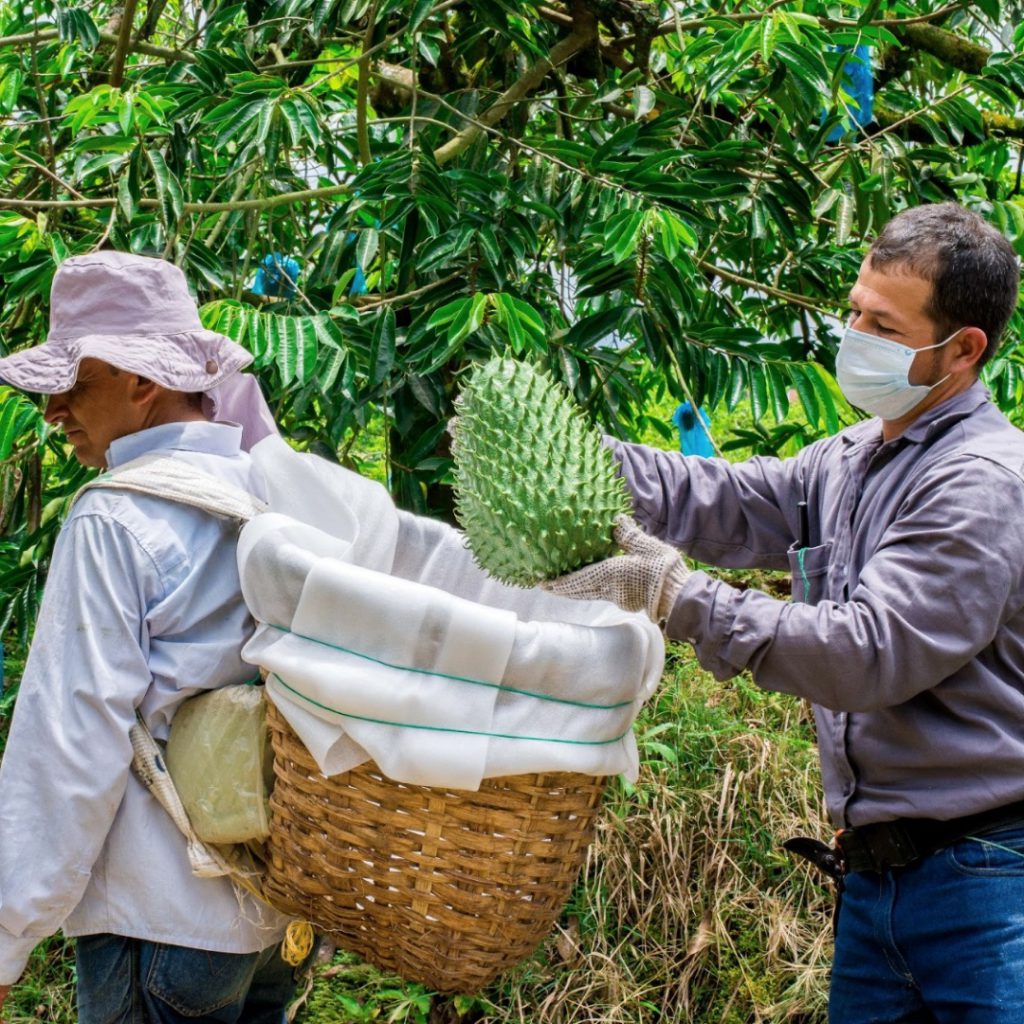 Producer Spotlight Anabana Producers Market Soursop