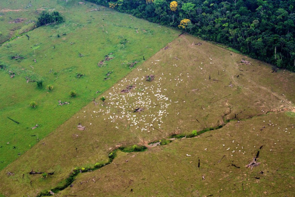 Amazon Sustainable Forestry change