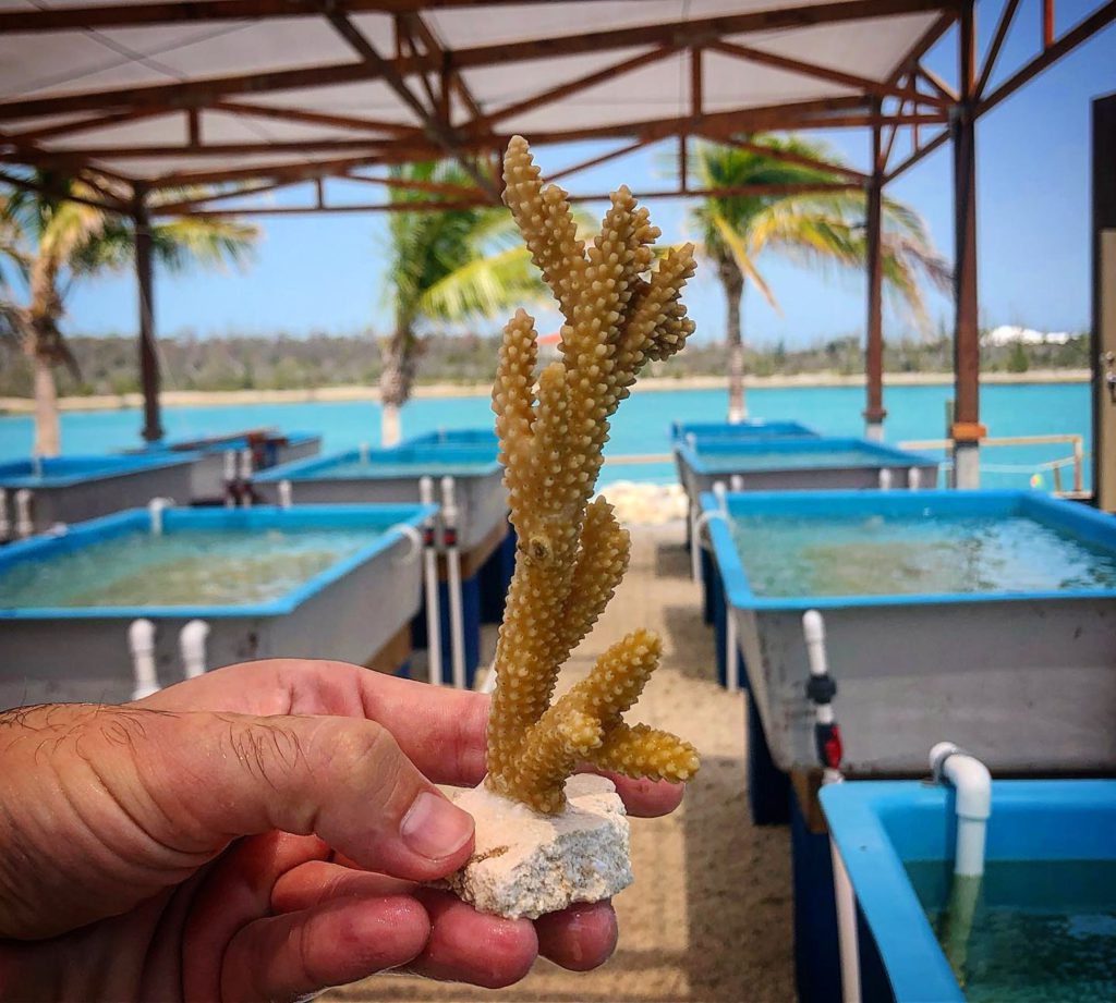 Coral Farm at Coral Vita