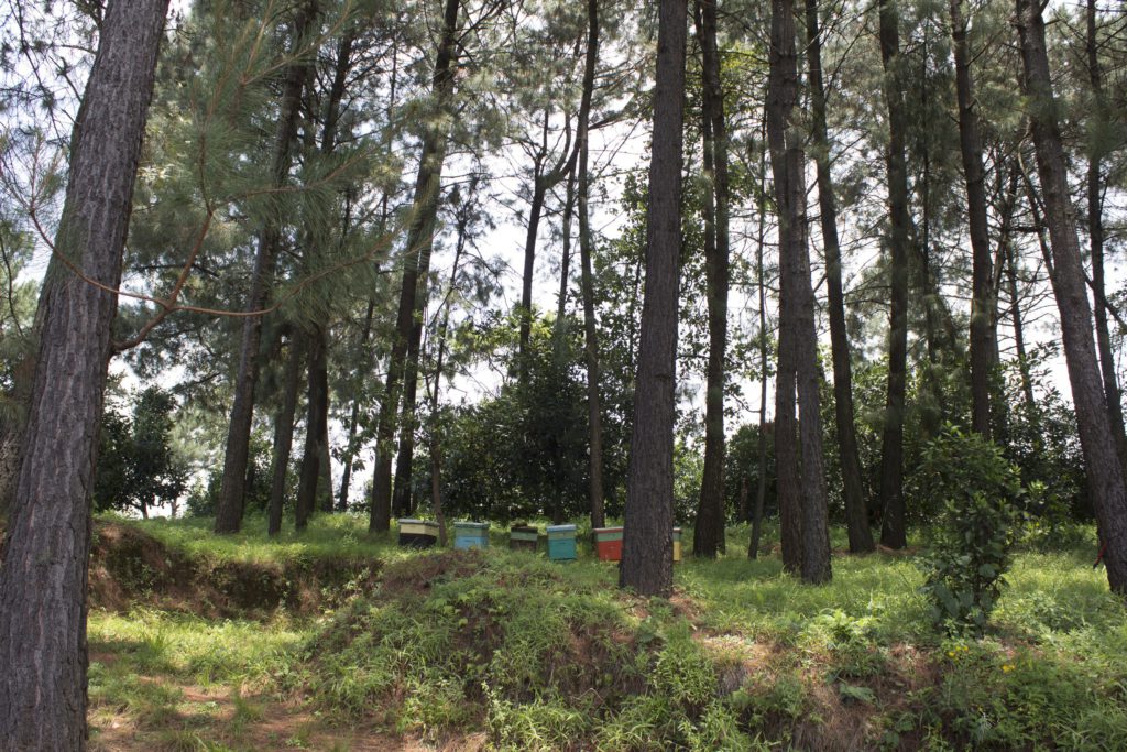 Michoacan Organics forestry