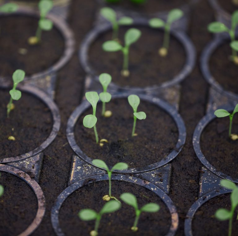 Regenerative Organic Certification: The Producers Market Vision