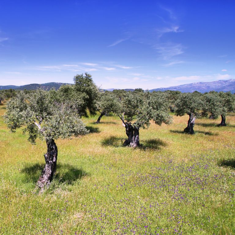 organic-almond-trees-expergreen-italy-producers-market