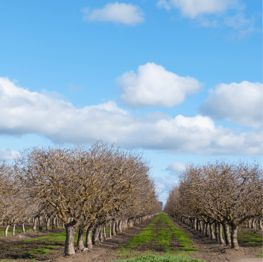 trees-in-orchard-UQJX2AL-1-1024x1020