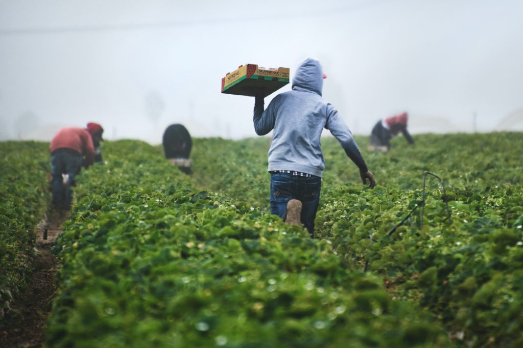 Farmers on the field, cheap labor in agriculture