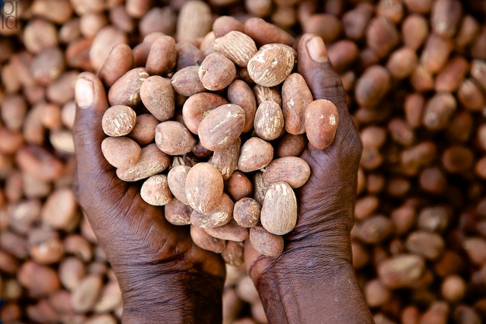 Raw Shea from Tama Cosmetics