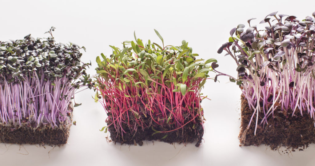 3 types of sproutable food