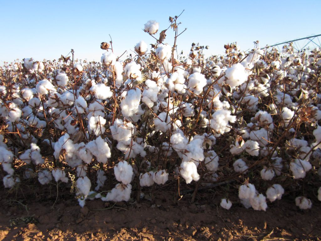 Cotton field in India