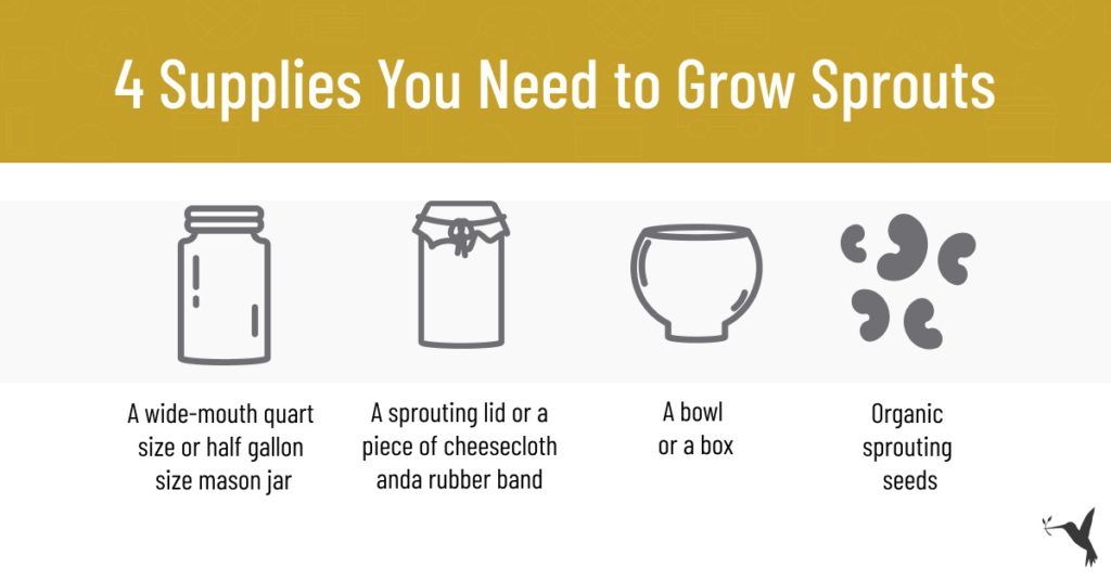 4 supplies you need to grow sprouts