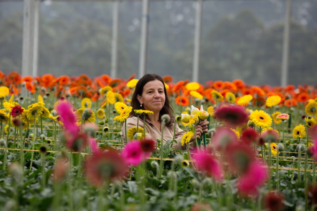 Fresh flowers from Flores Silvestres in Colombia