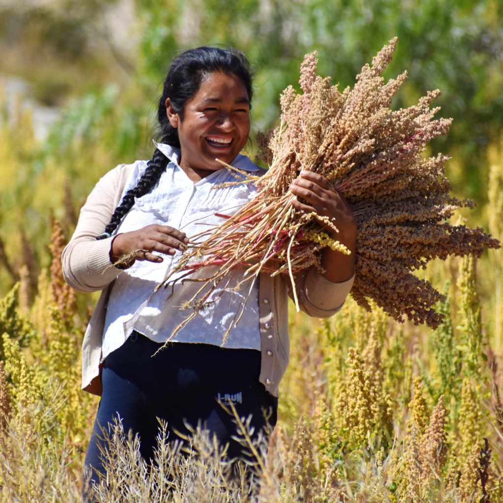 Alit worker carrying a healthy harvest