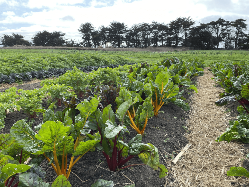 Healthy crops as a result of regenerative practices