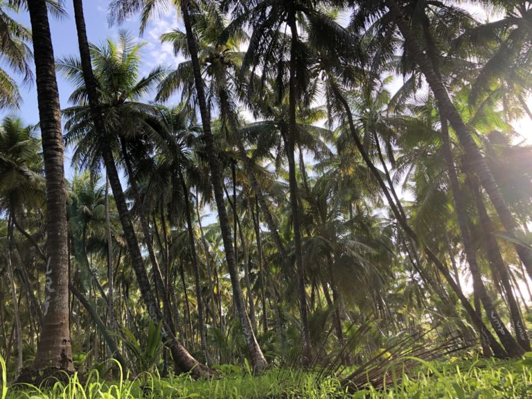 land of coconut in philippines