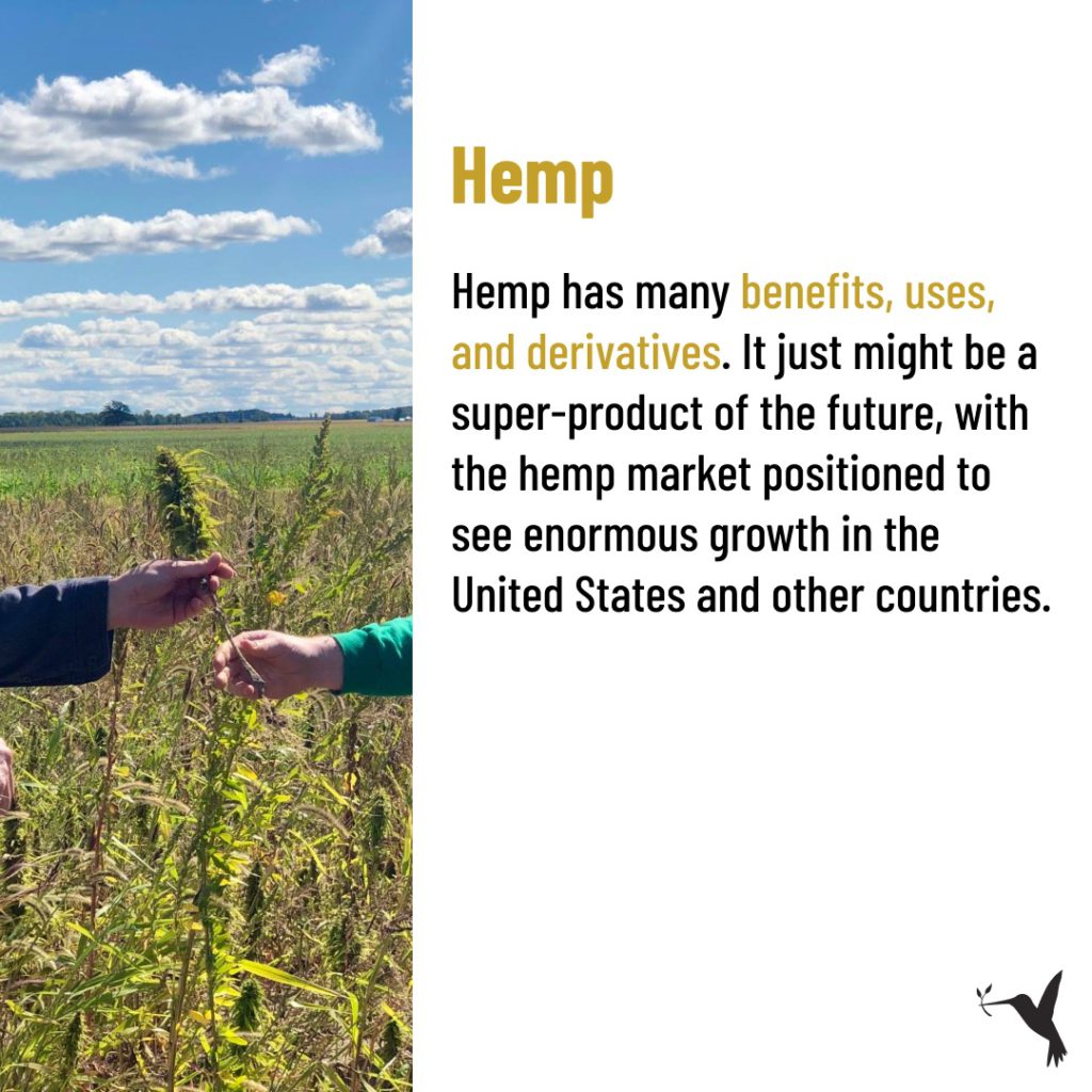 Trend to watch: hemp