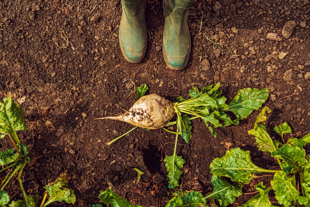 farmer-standing-directly-above-extracted-sugar-bee-Q7FLWTV-1024x684