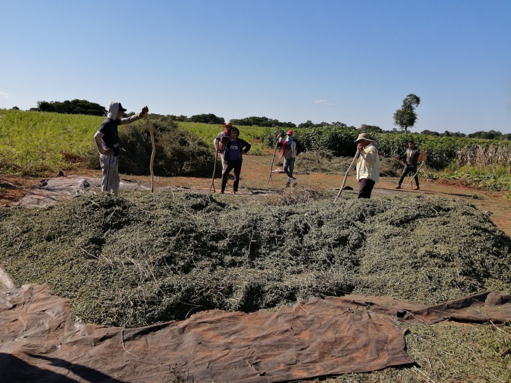 Farmers-from-PY-Teas-working-1024x768