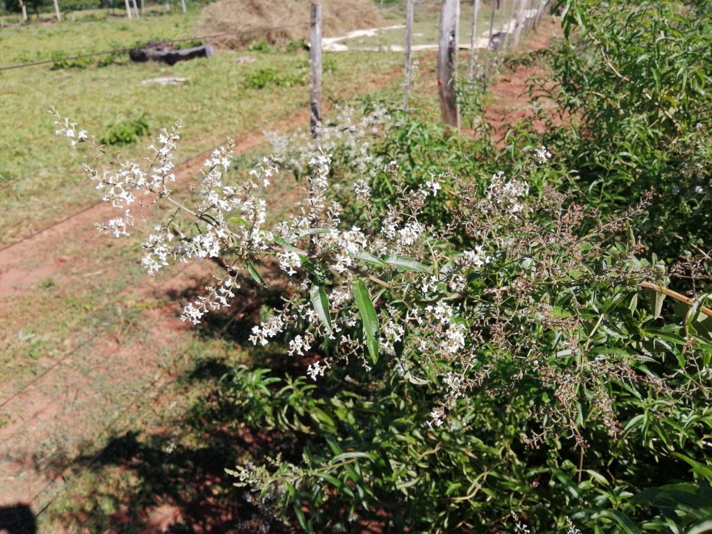Lemon verbena flowers from PY Teas Producers Market