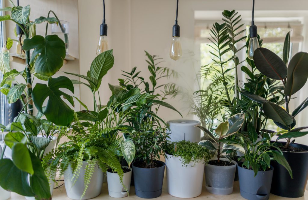 Where-plants-1-1024x667