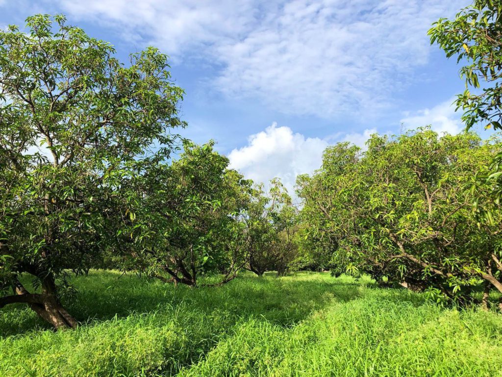 Mango trees at Wild Jai Farm