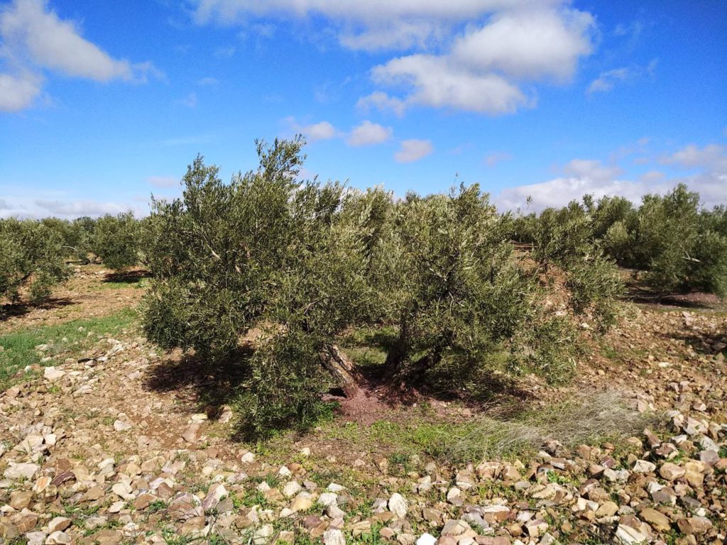 More Sancho Food olive trees