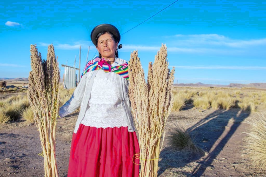 A woman harvests quinoa
