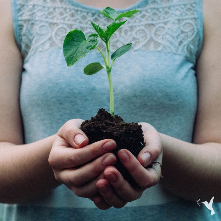 Regenerative & Sustainable: What is the Difference?