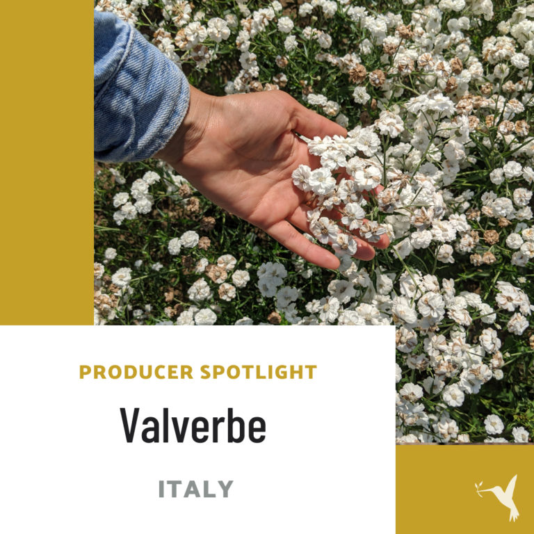 Producer Spotlight: Valverbe, Italy